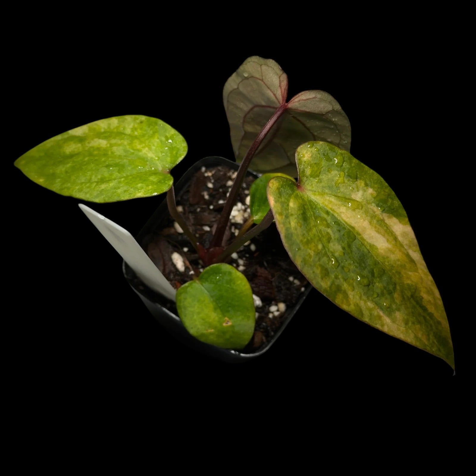 Anthurium RVDP Variegata #1