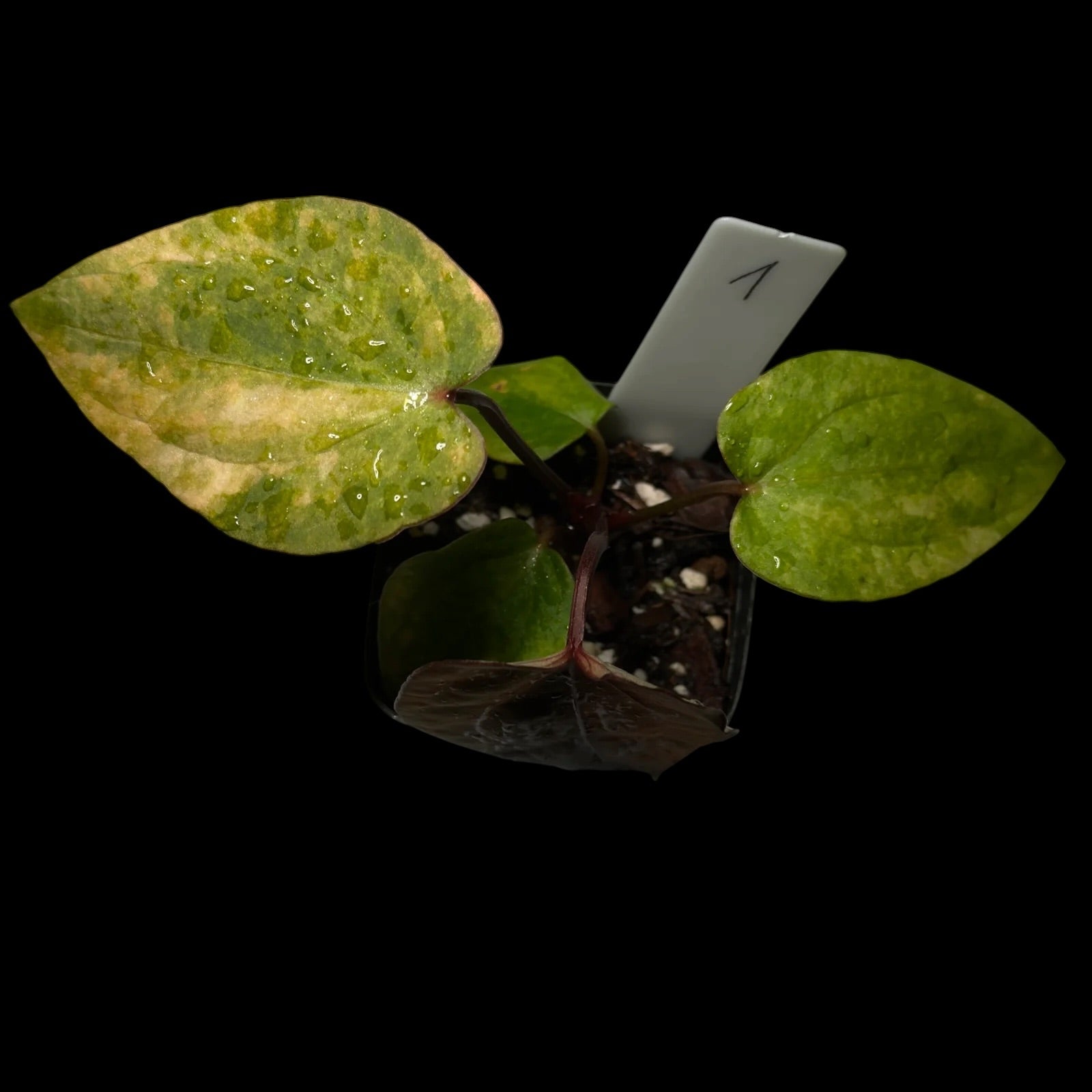 Anthurium RVDP Variegata #1