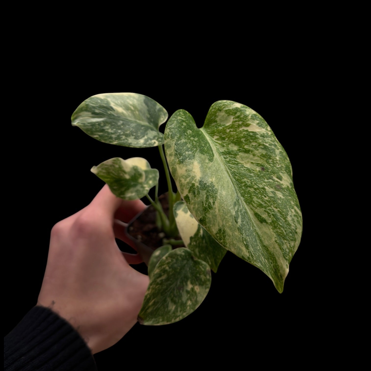 Monstera ,,Crème brûlée‘‘￼