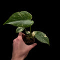 Monstera ,,Green Snow‘‘