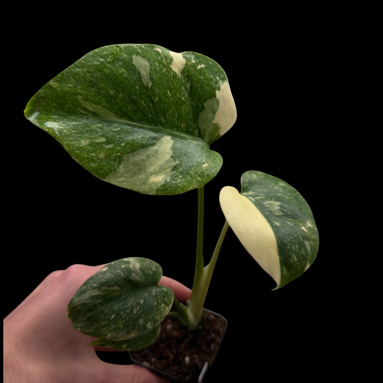 Monstera ,,Green Snow‘‘