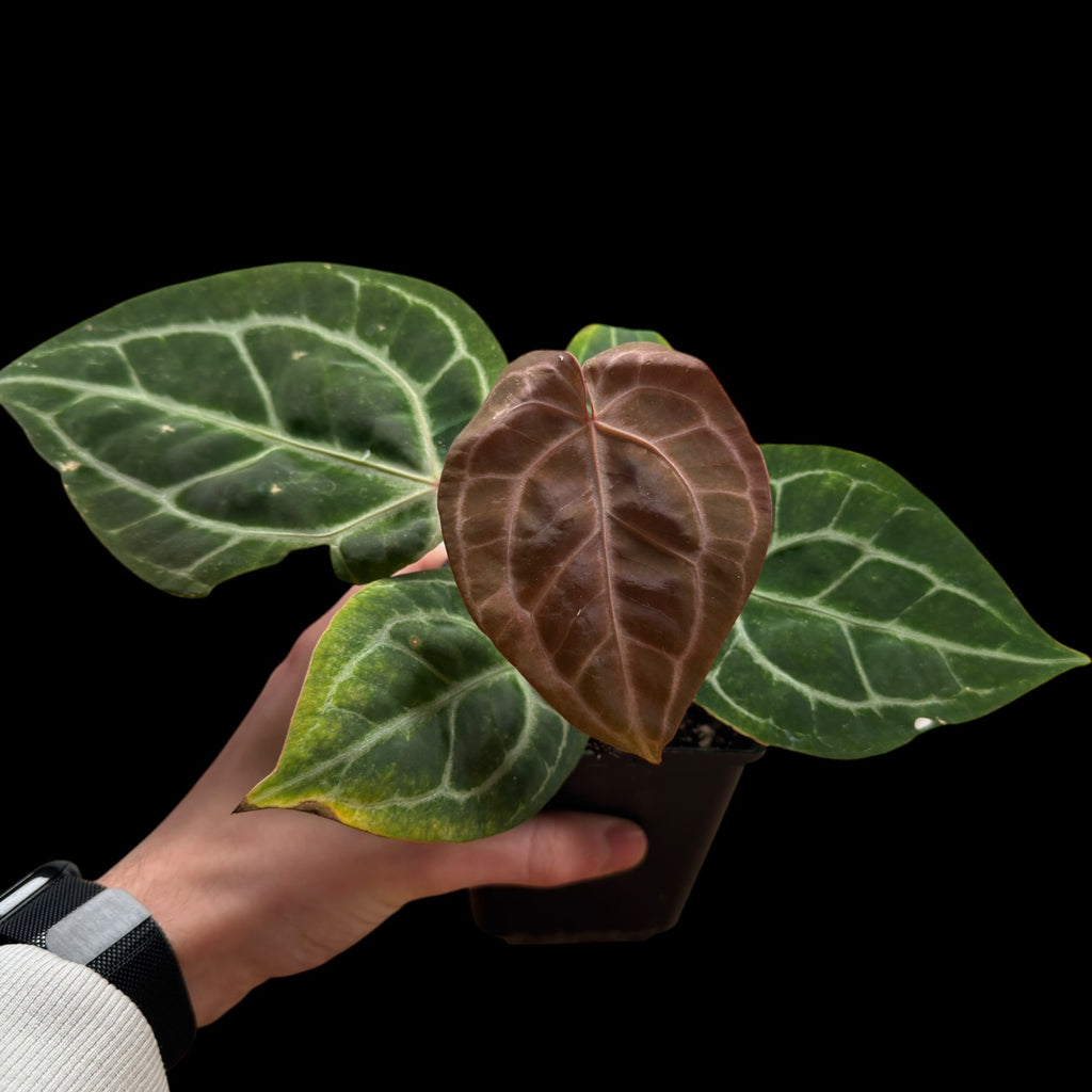Anthurium Zara 29 x Zara F4