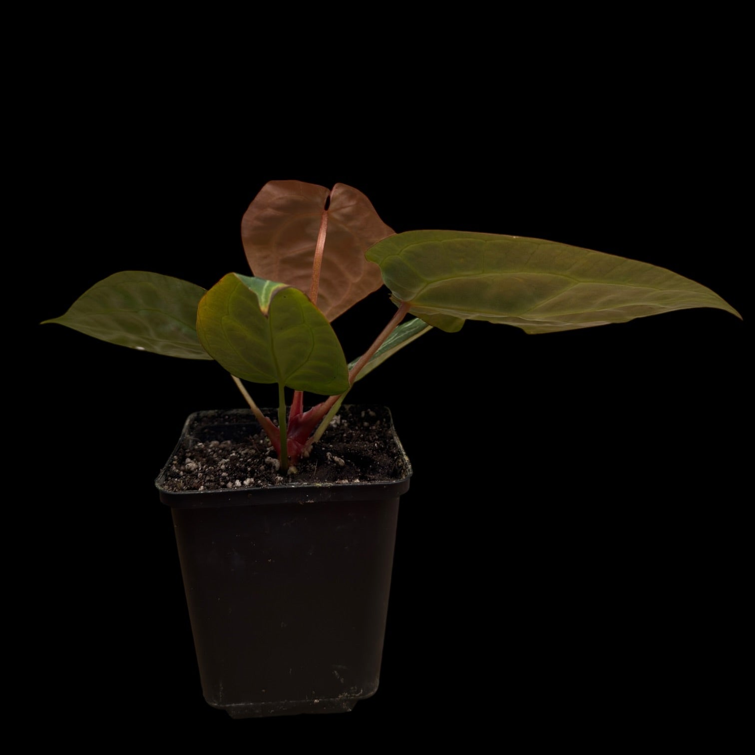 Anthurium Zara 29 x Zara F4