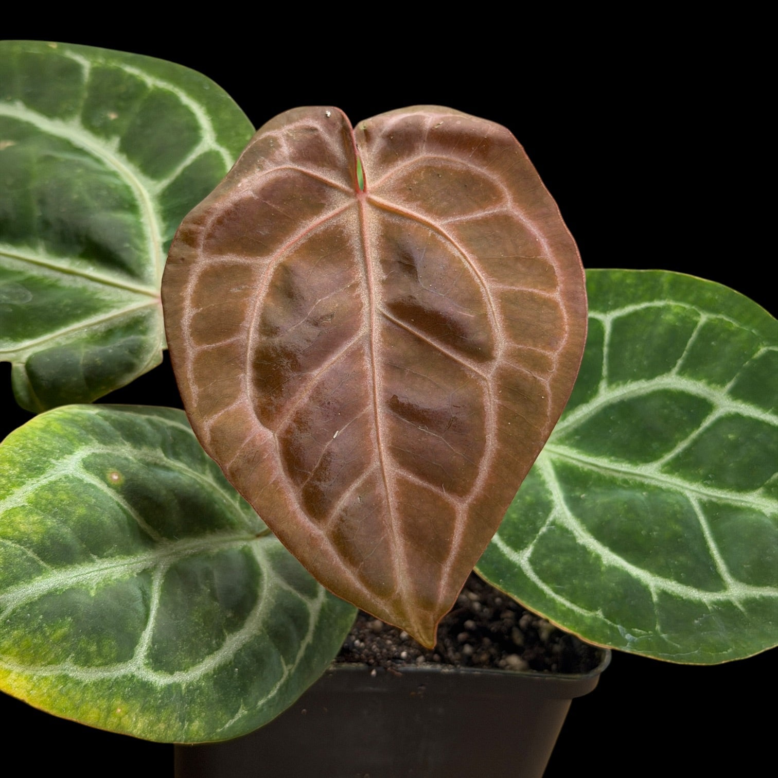 Anthurium Zara 29 x Zara F4