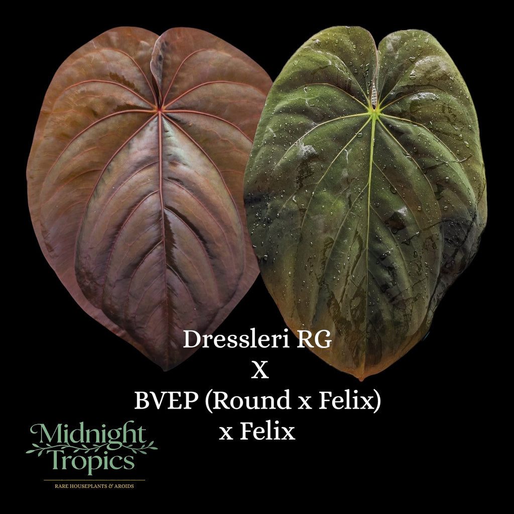 Anthurium Dressleri RG X BVEP (Round x Felix) x Felix