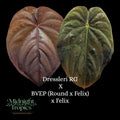 Anthurium Dressleri RG X BVEP (Round x Felix) x Felix