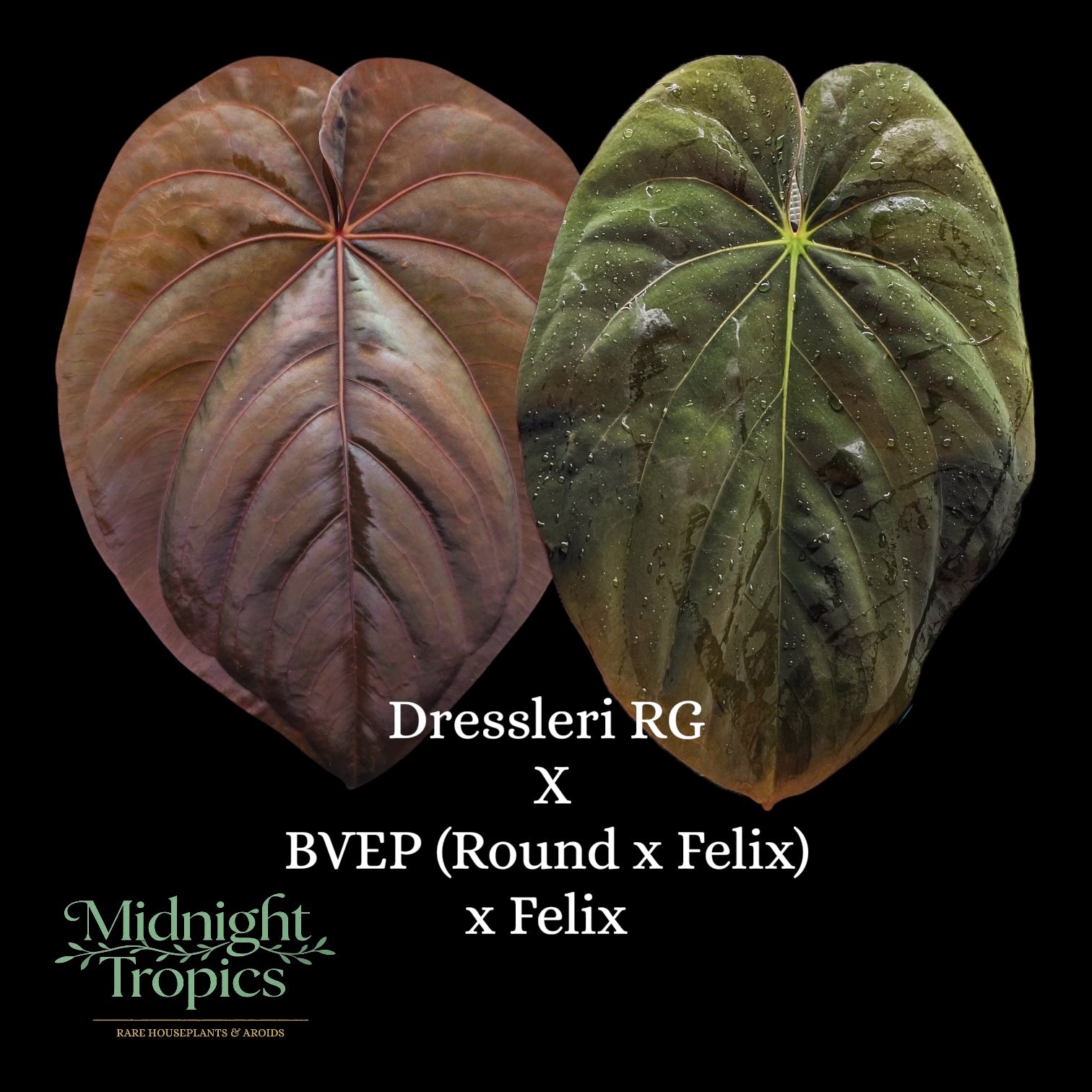 Anthurium Dressleri RG X BVEP (Round x Felix) x Felix