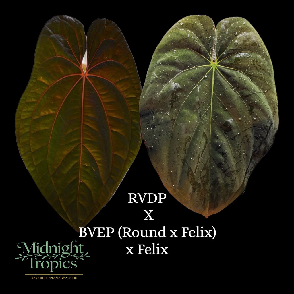 Anthurium RVDP X BVEP (Round × Felix)× Felix