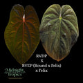 Anthurium RVDP X BVEP (Round × Felix)× Felix