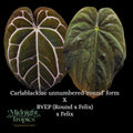 Anthurium Carlablackiae unnumbered 'round' form X BVEP (Round × Felix) x Felix