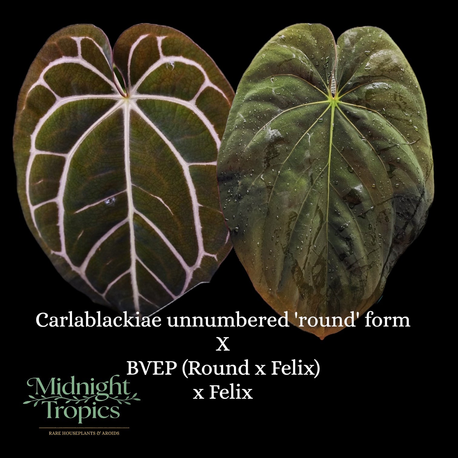 Anthurium Carlablackiae unnumbered 'round' form X BVEP (Round × Felix) x Felix