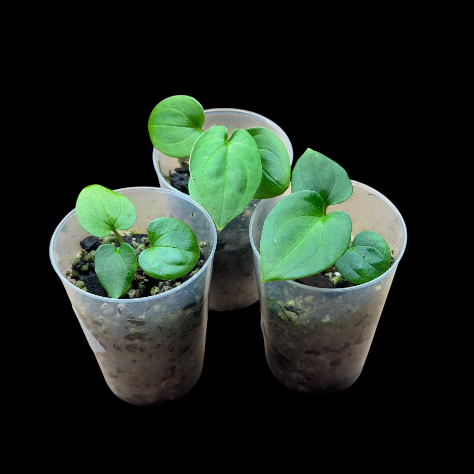 Anthurium Dressleri RG X BVEP (Round x Felix) x Felix