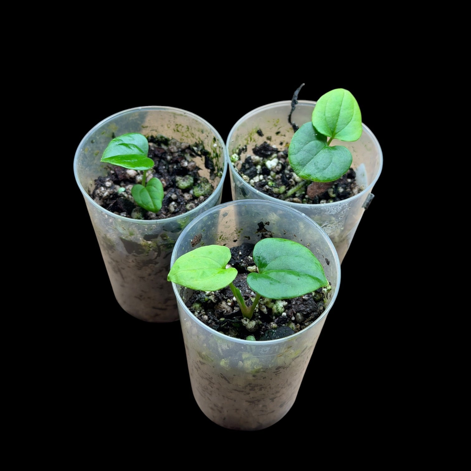 Anthurium RVDP X BVEP (Round × Felix)× Felix