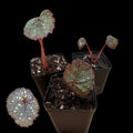 Begonia ,Super Universe‘