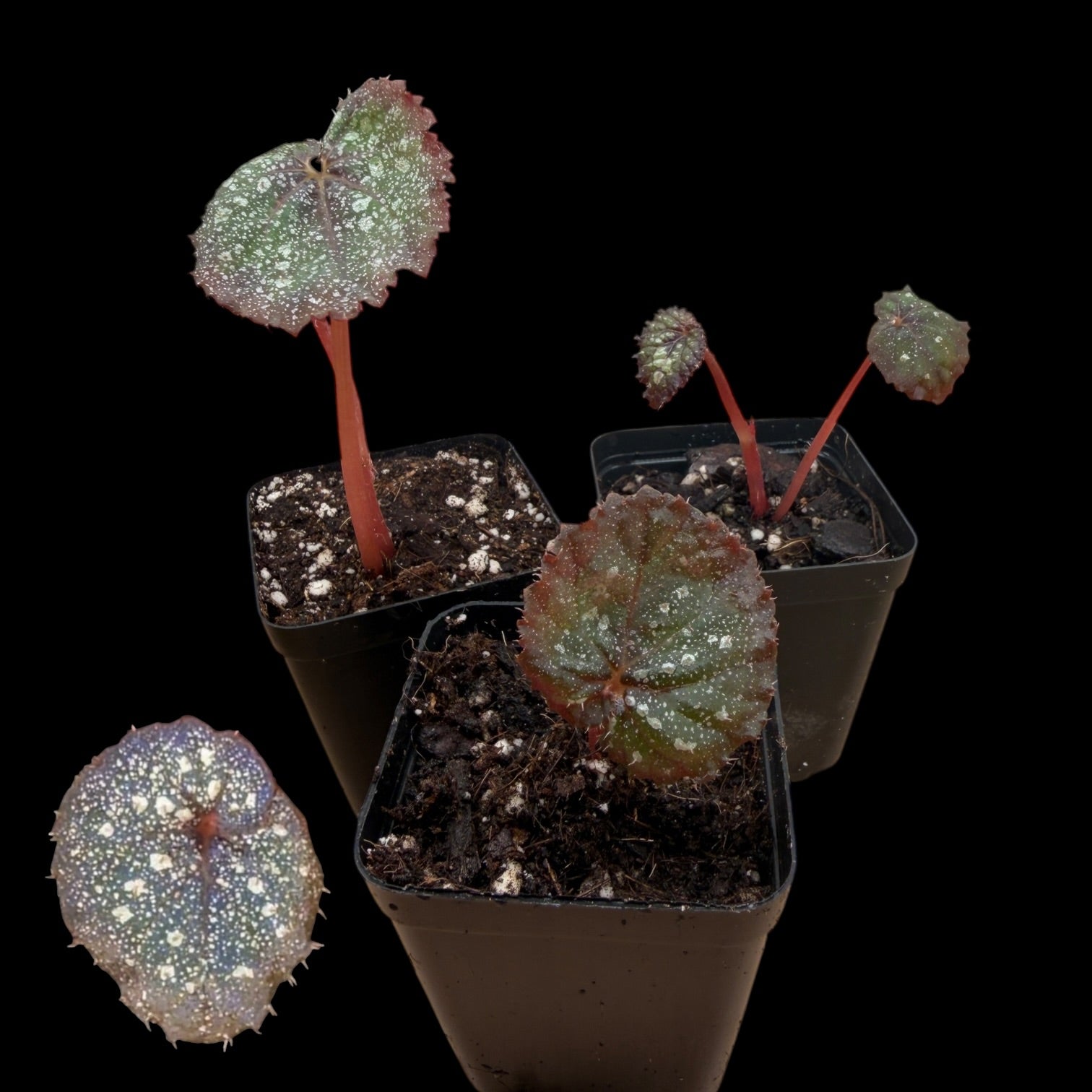 Begonia ,Super Universe‘