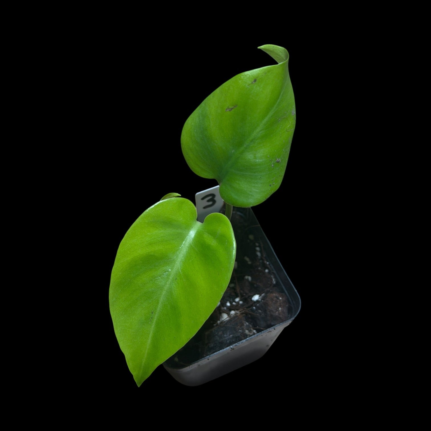 Monstera Devil Monster