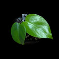 Monstera Devil Monster