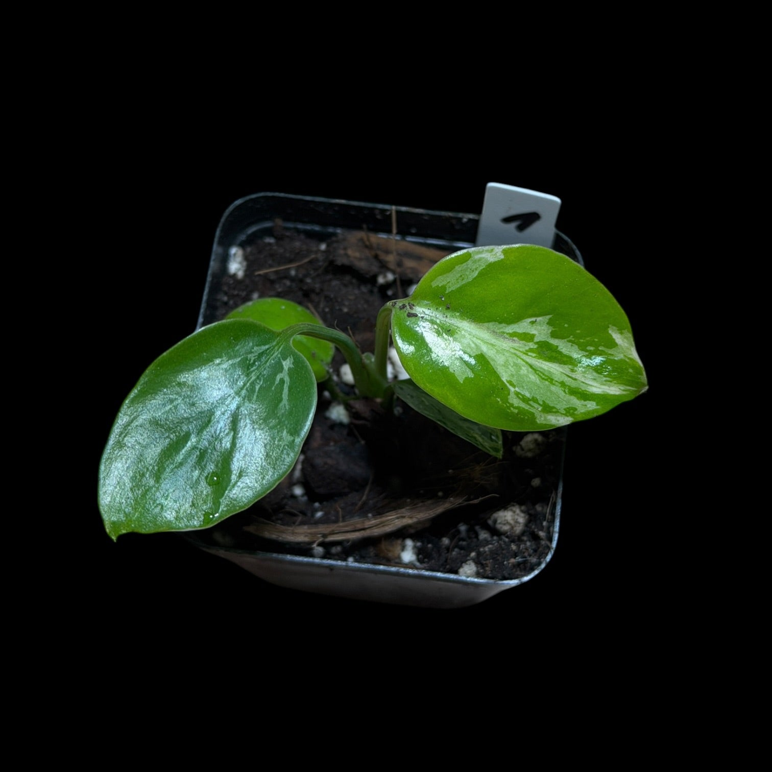 Monstera Bulbasaur