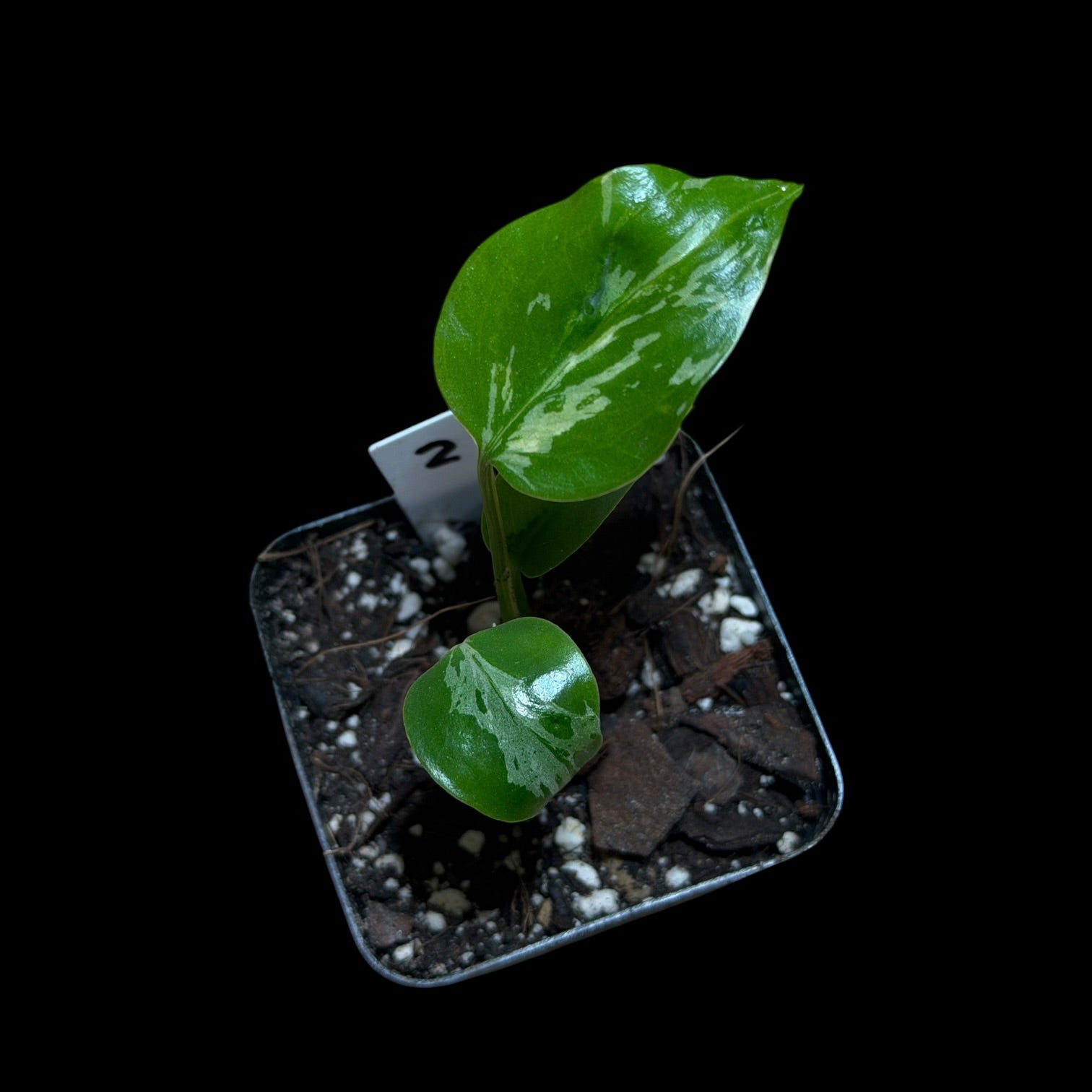 Monstera Bulbasaur