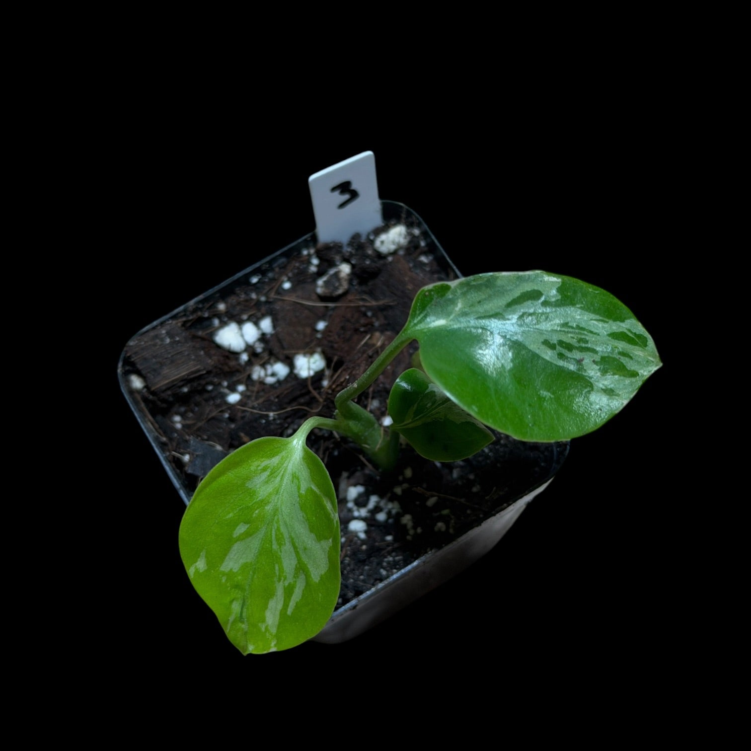 Monstera Bulbasaur
