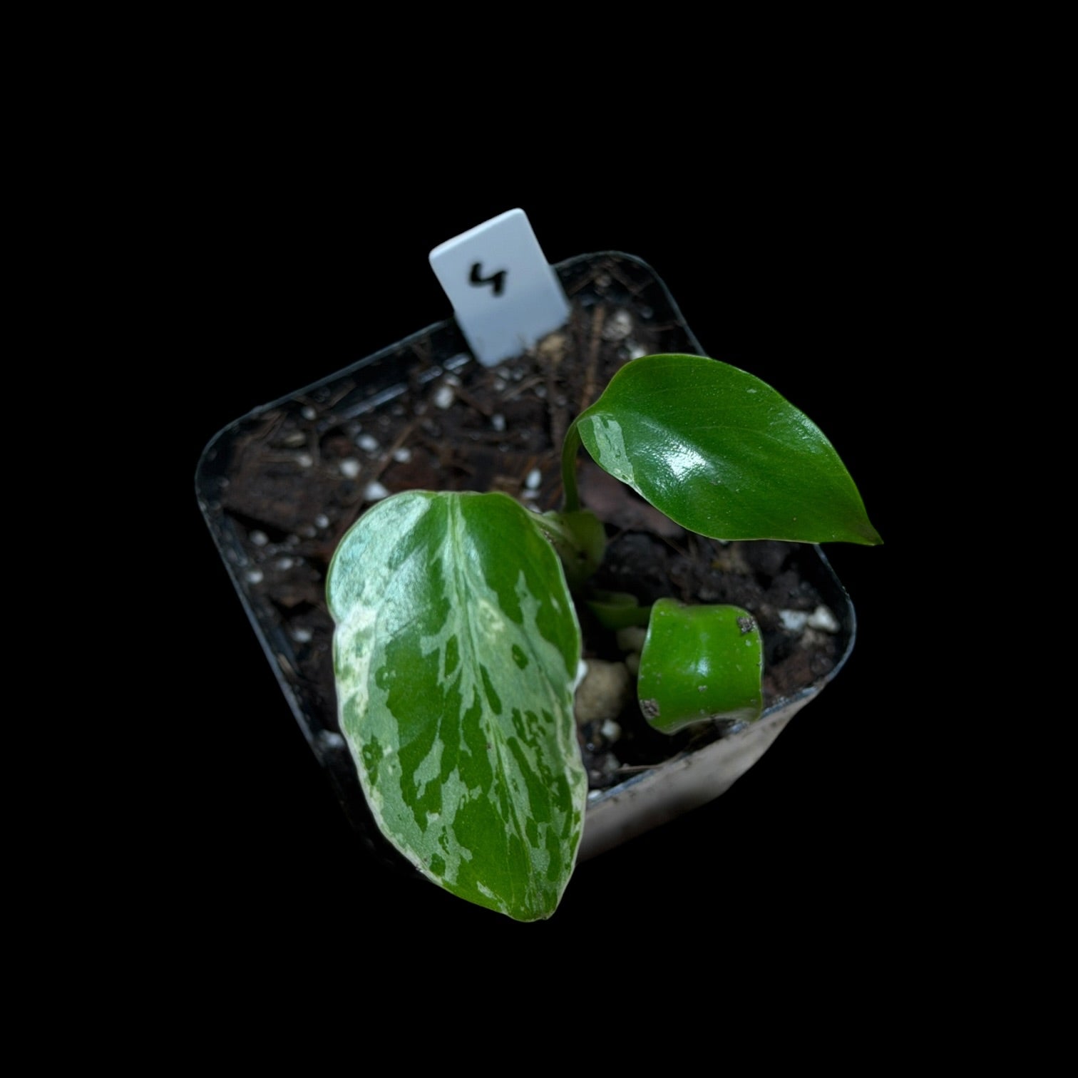 Monstera Bulbasaur