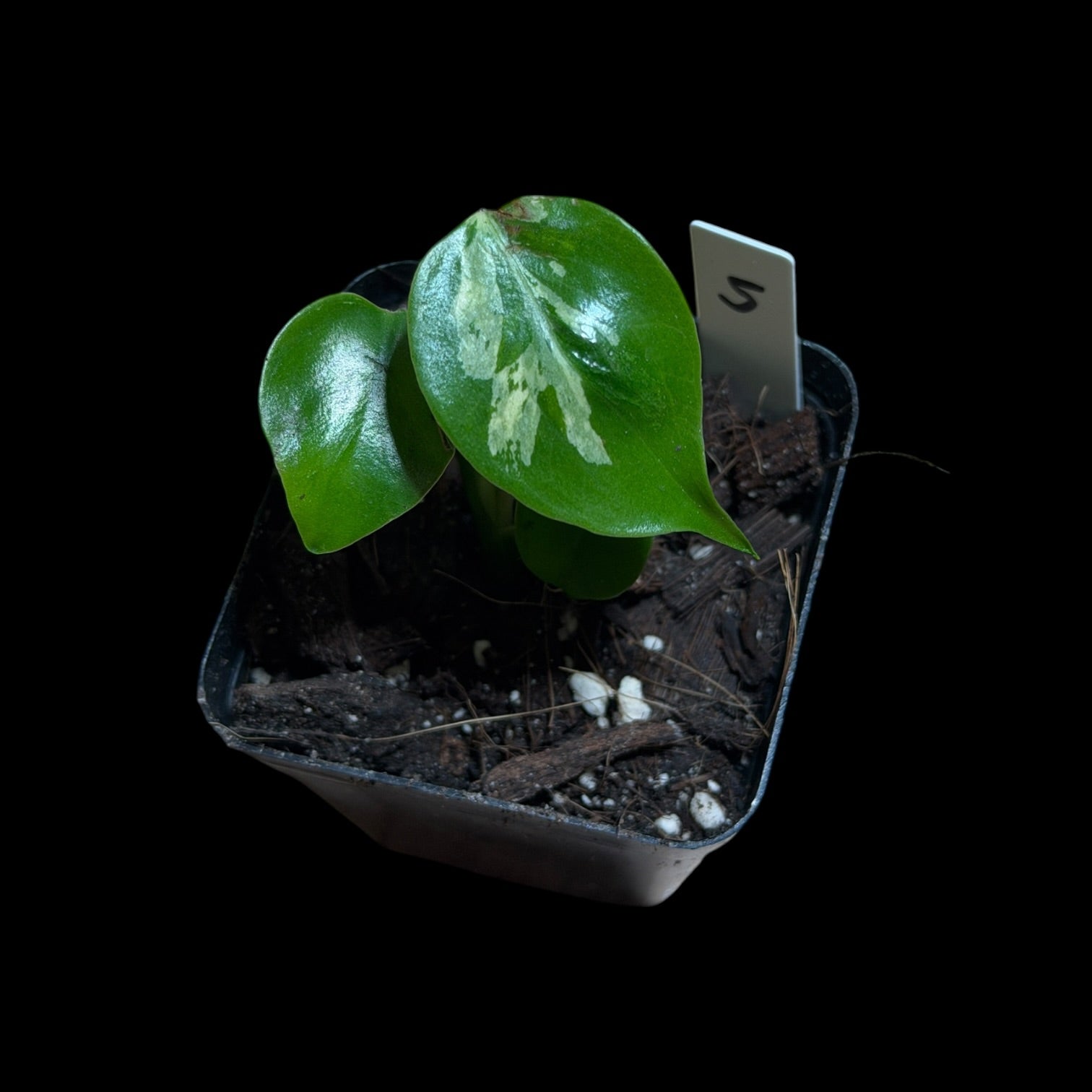 Monstera Bulbasaur