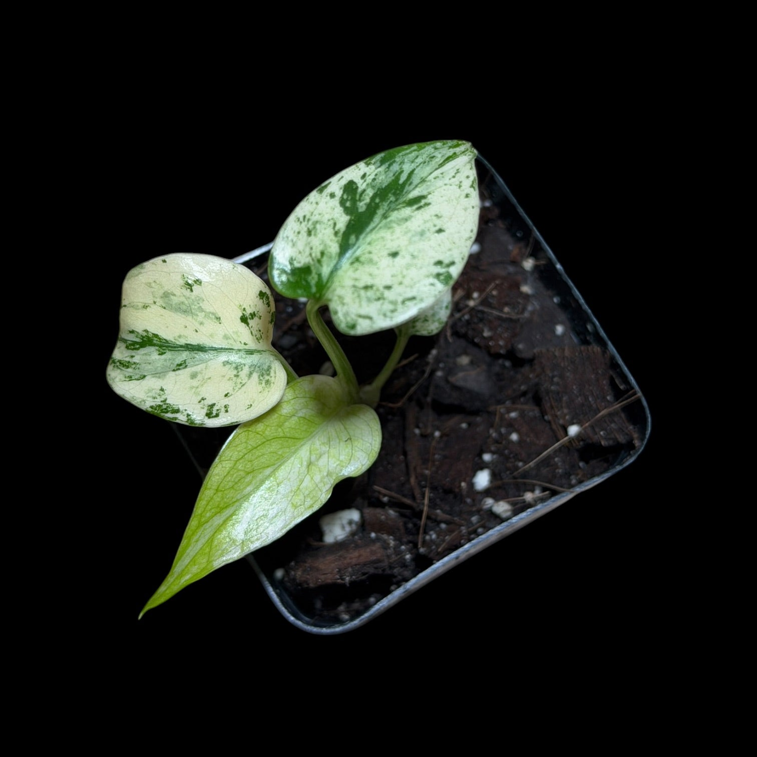 Monstera Star Shadow