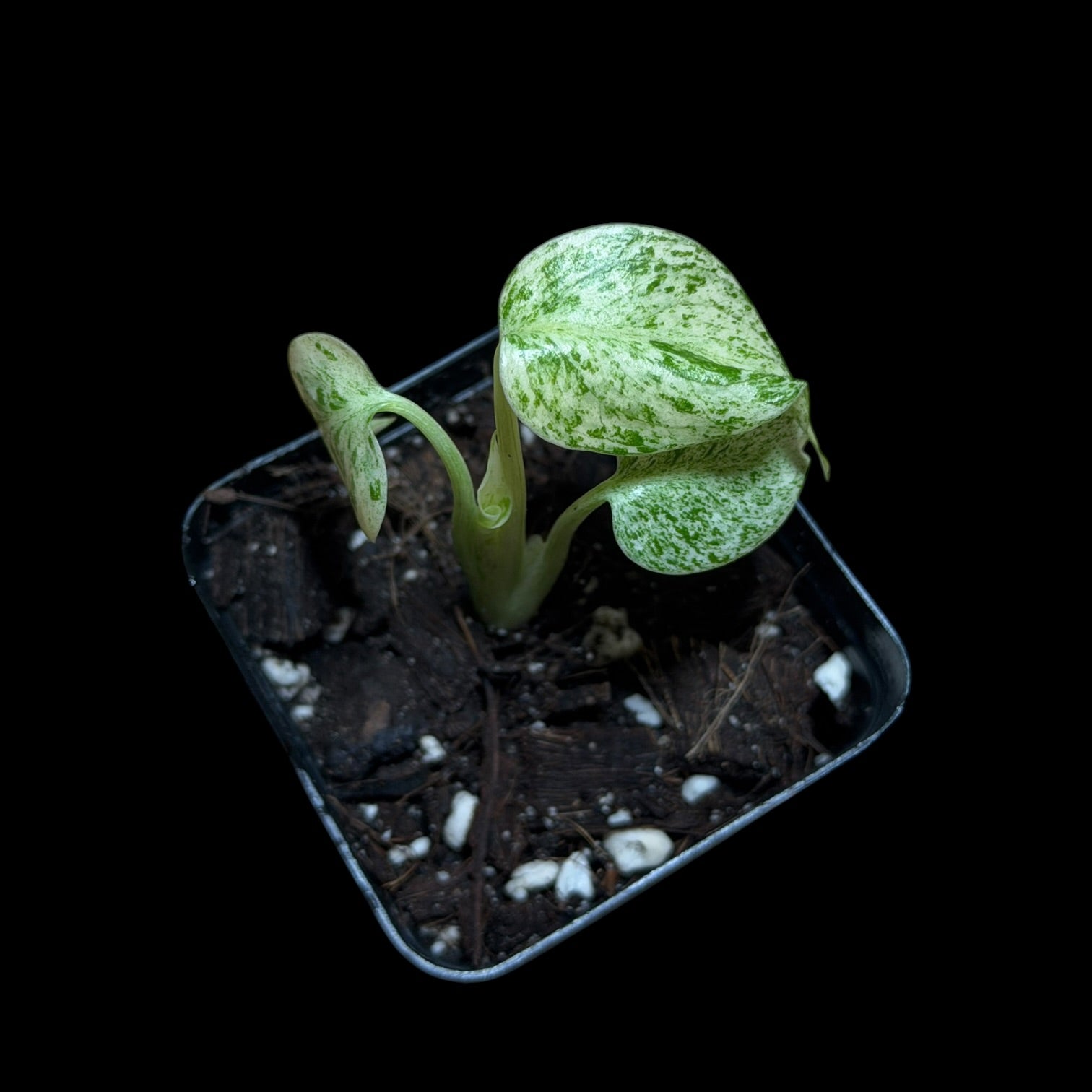 Monstera Star Shadow