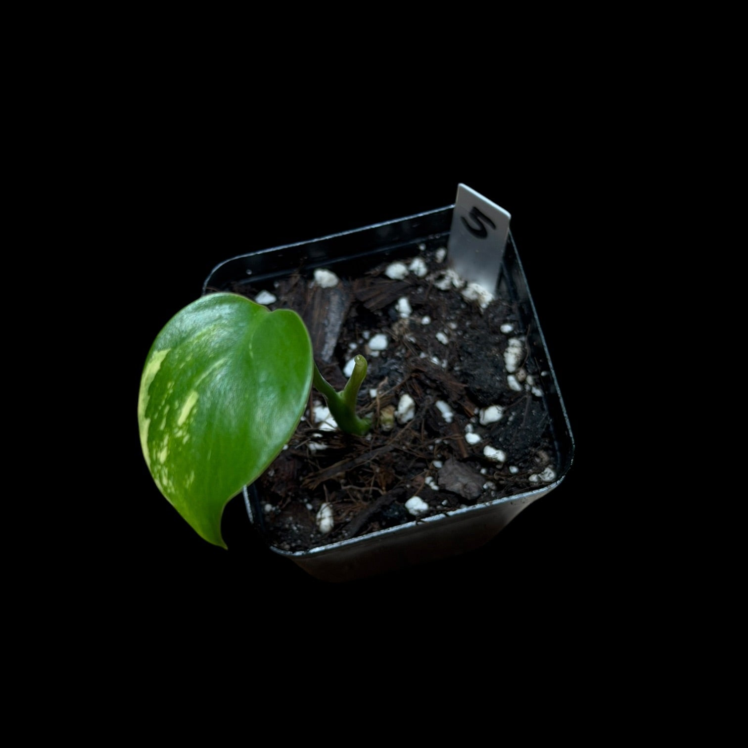 Monstera Lemon Pom Pom