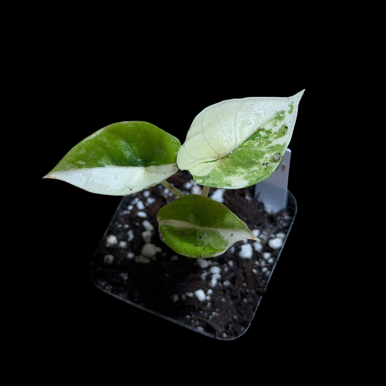 Alocasia Platinum Albo