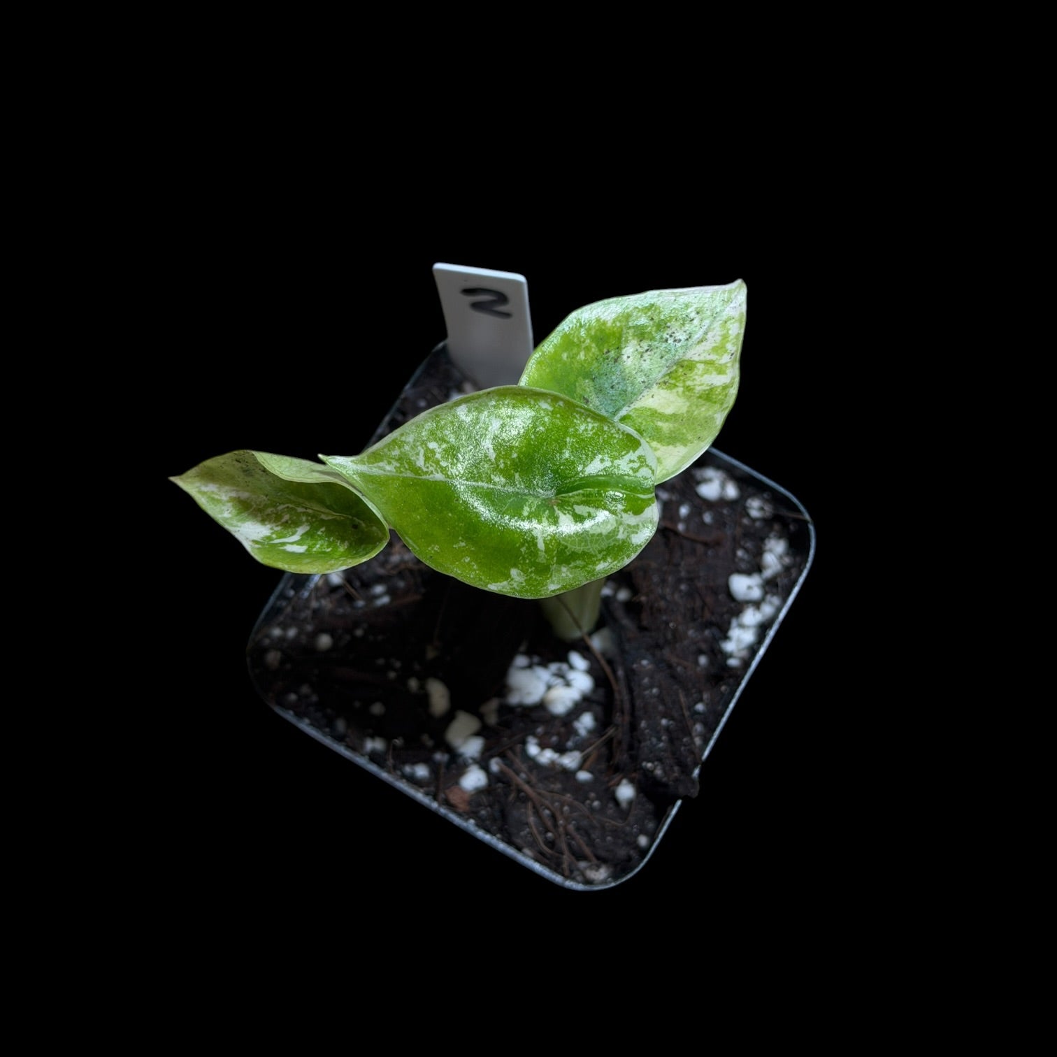 Alocasia Platinum Albo