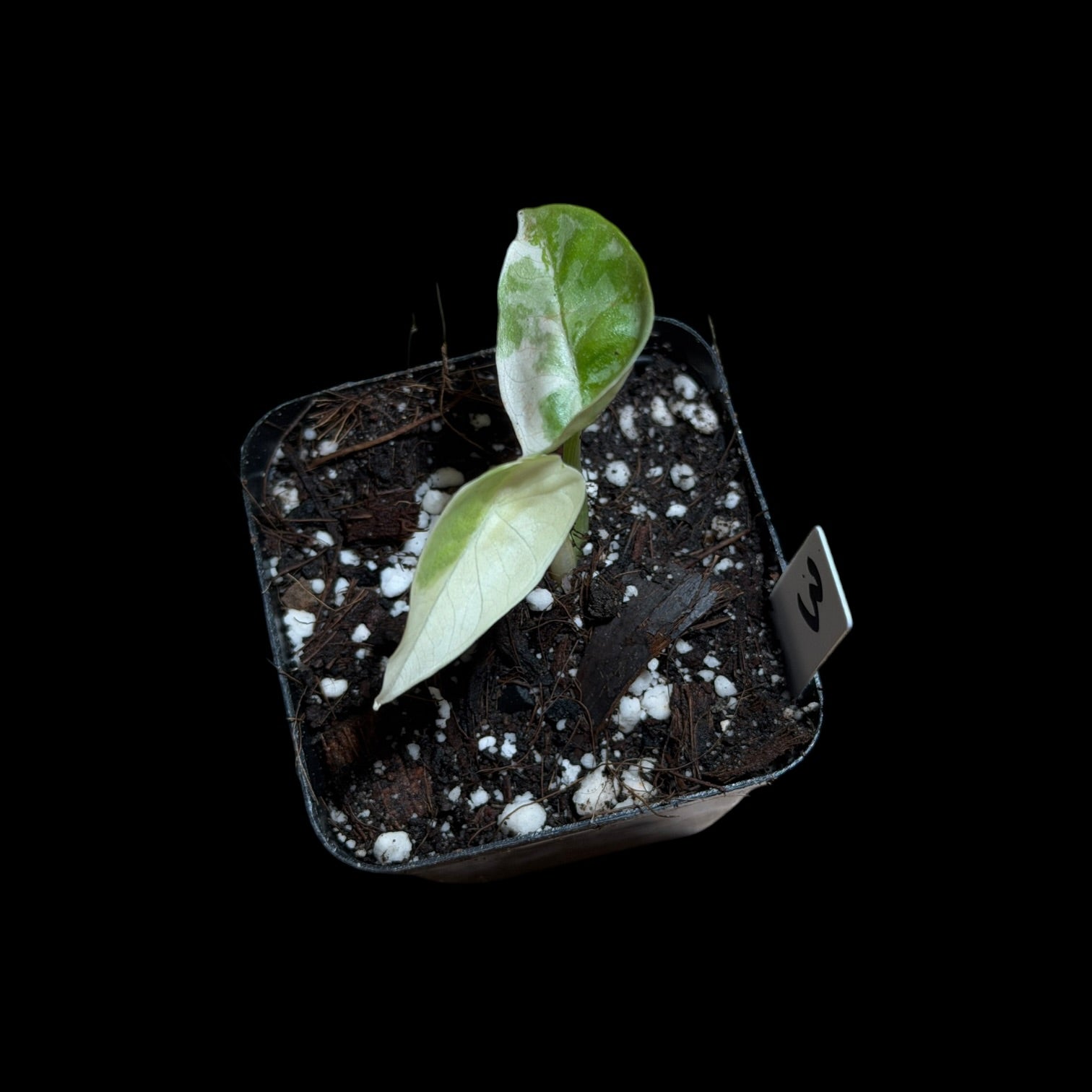 Alocasia Platinum Albo