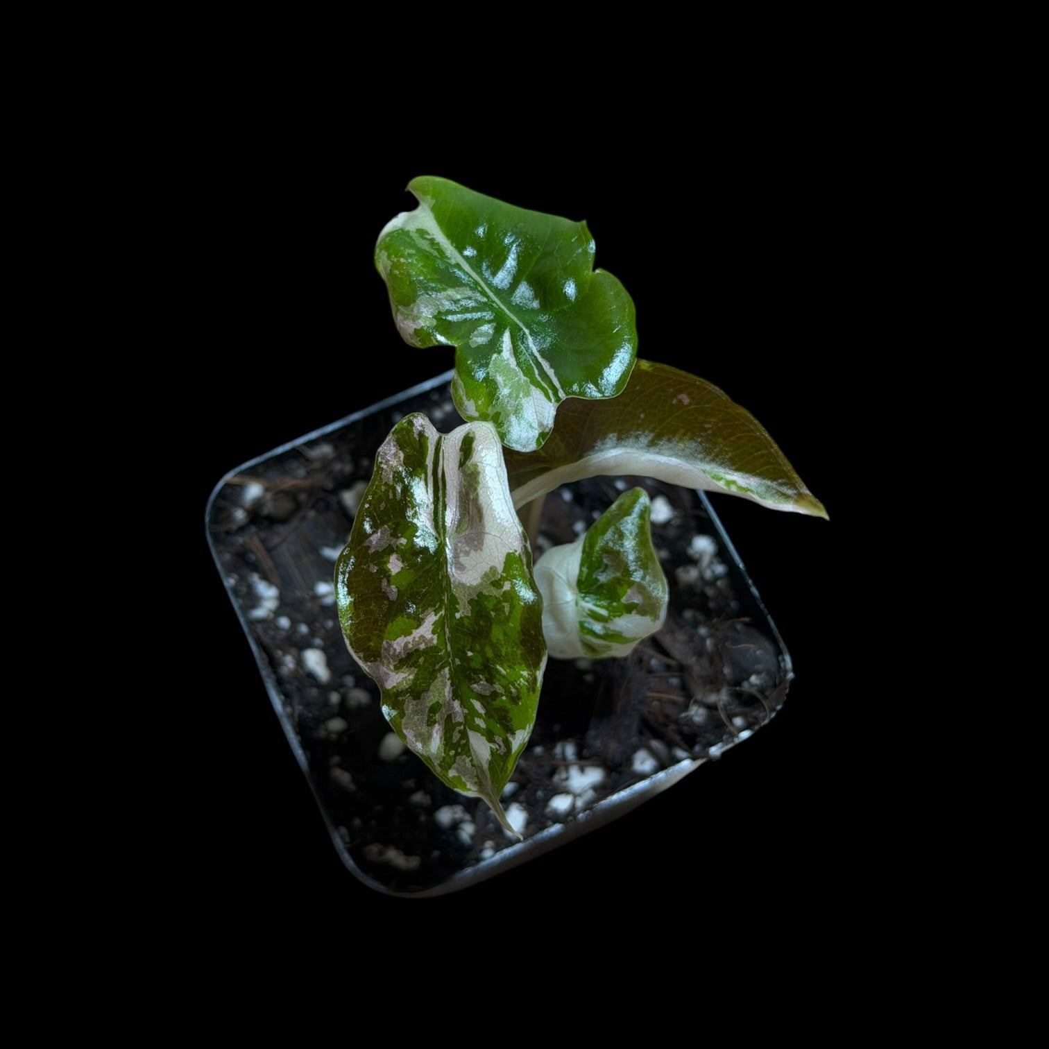 Alocasia Chantrieri Pink
